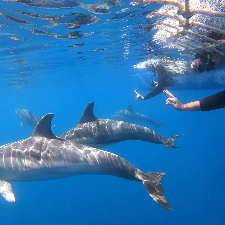 Adelaide Wild Dolphin Watch