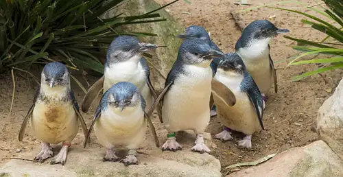 Phillip Island Penguin Parade Experience
