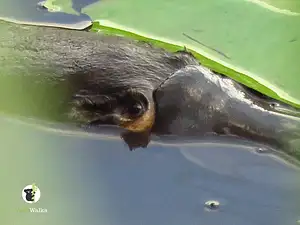 byron bay platypus walk