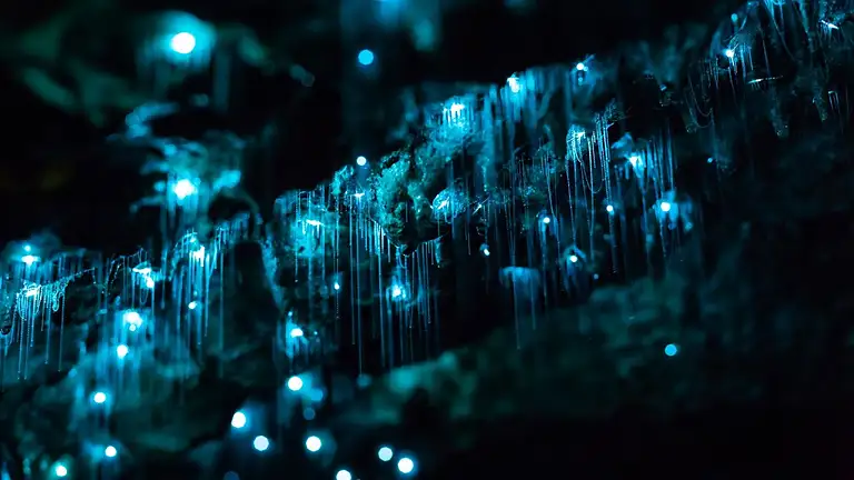 Byron Bay Hinterland Magic & Glow-worm Experience