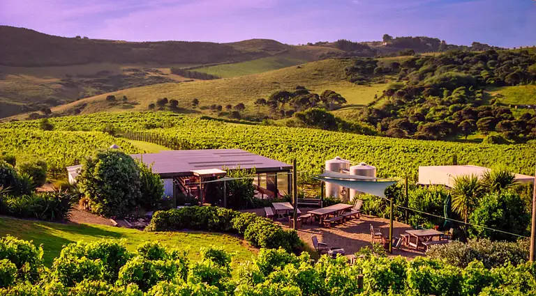 Waiheke Boutique Vineyard Tour Discount