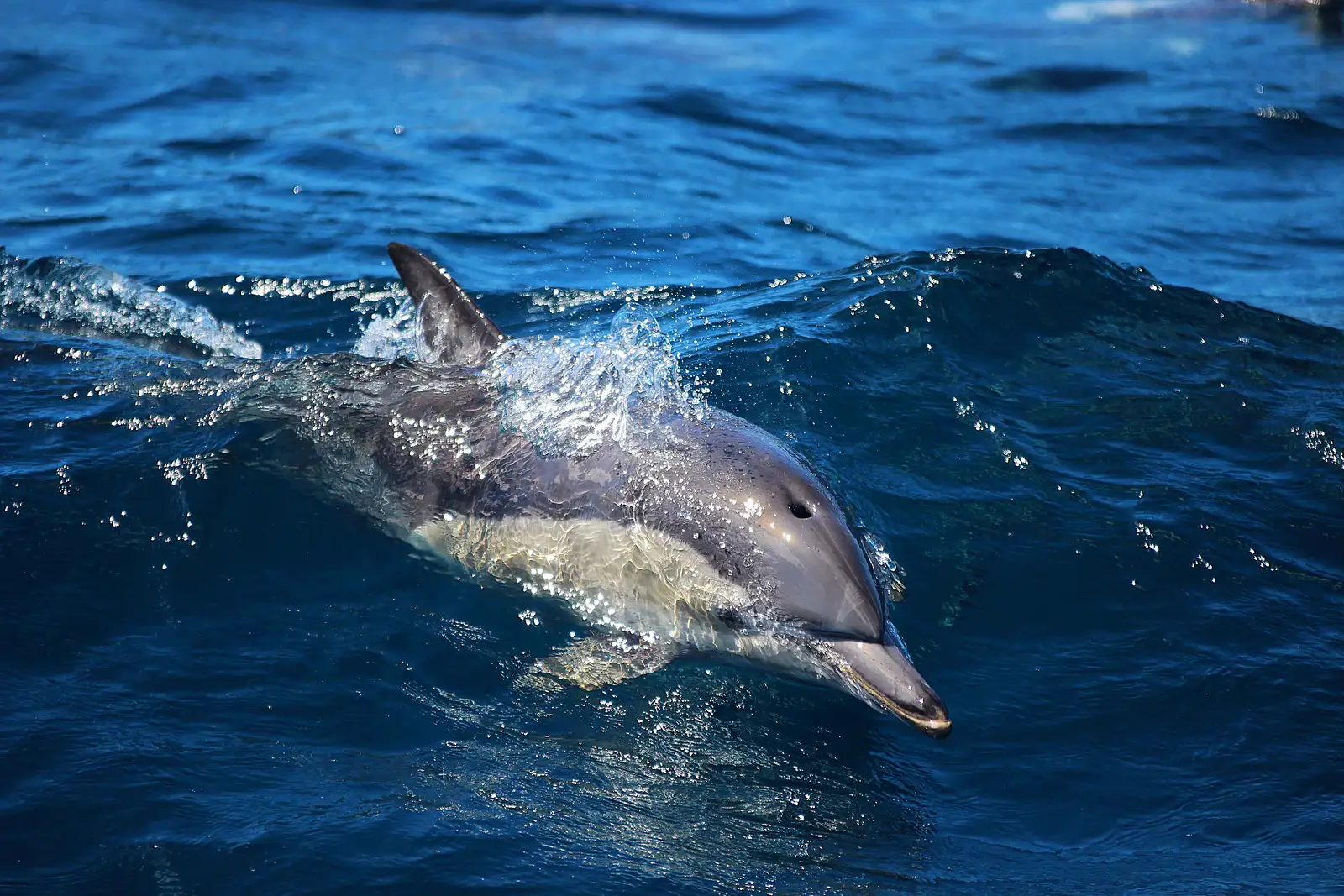 port stephens dolphins