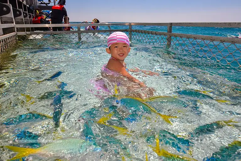 Great Barrier Reef Moore Reef Experience