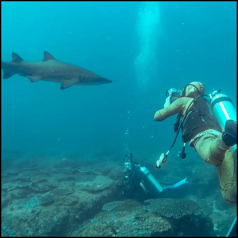 Grey Nurse Shark Reef Double Dive Discount
