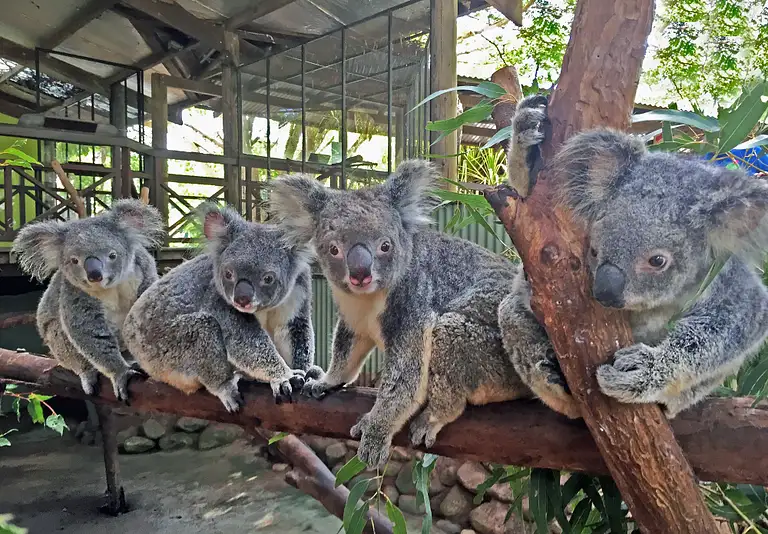 Kuranda Deluxe Tour with Skyrail Deals