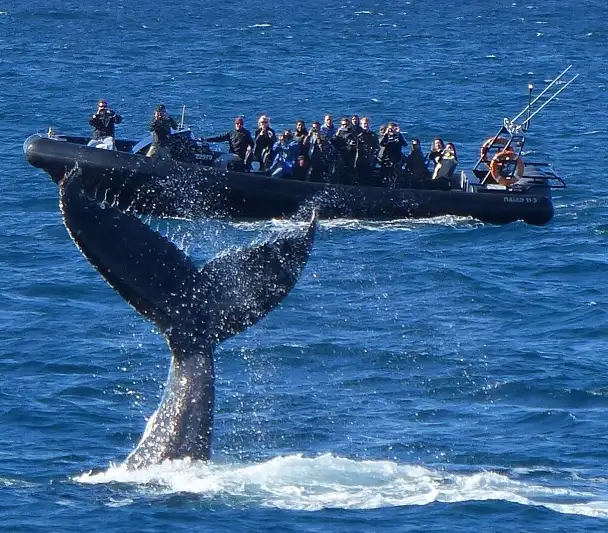 Whale watching Sydney deal
