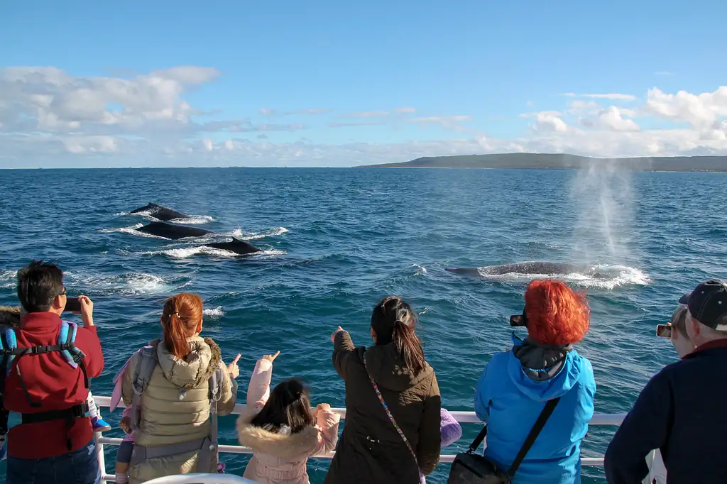 AUGUSTA WHALE WATCHING