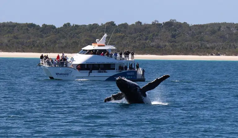Whale watch Hervey Bay