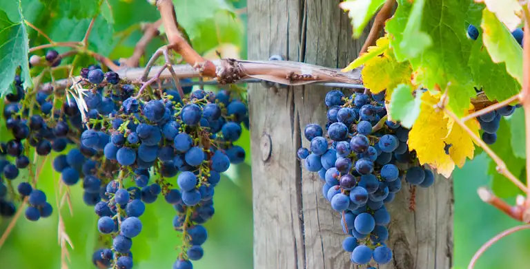 Wine Tasting at a Mornington Peninsula Winery