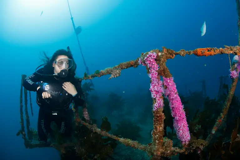 Canterbury dive discounts