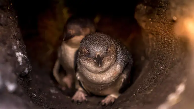 penguin tours tasmania