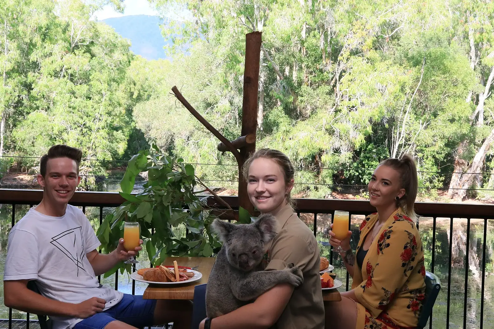 Hartley's Crocodile Adventures Breakfast with the Koalas
