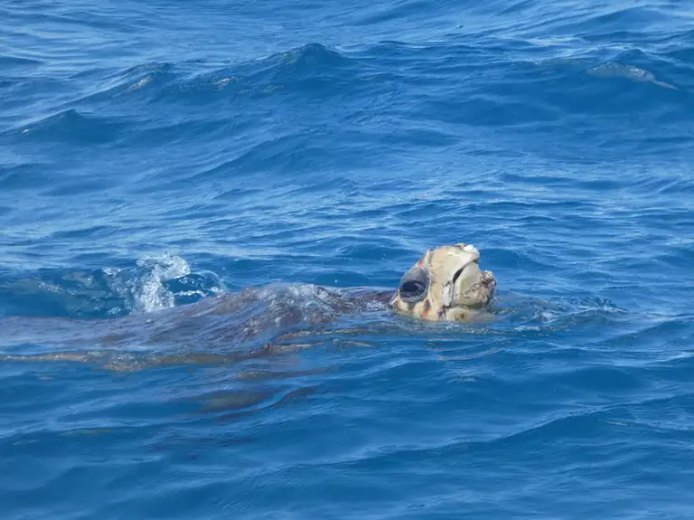 Hervey Bay nature cruise deal