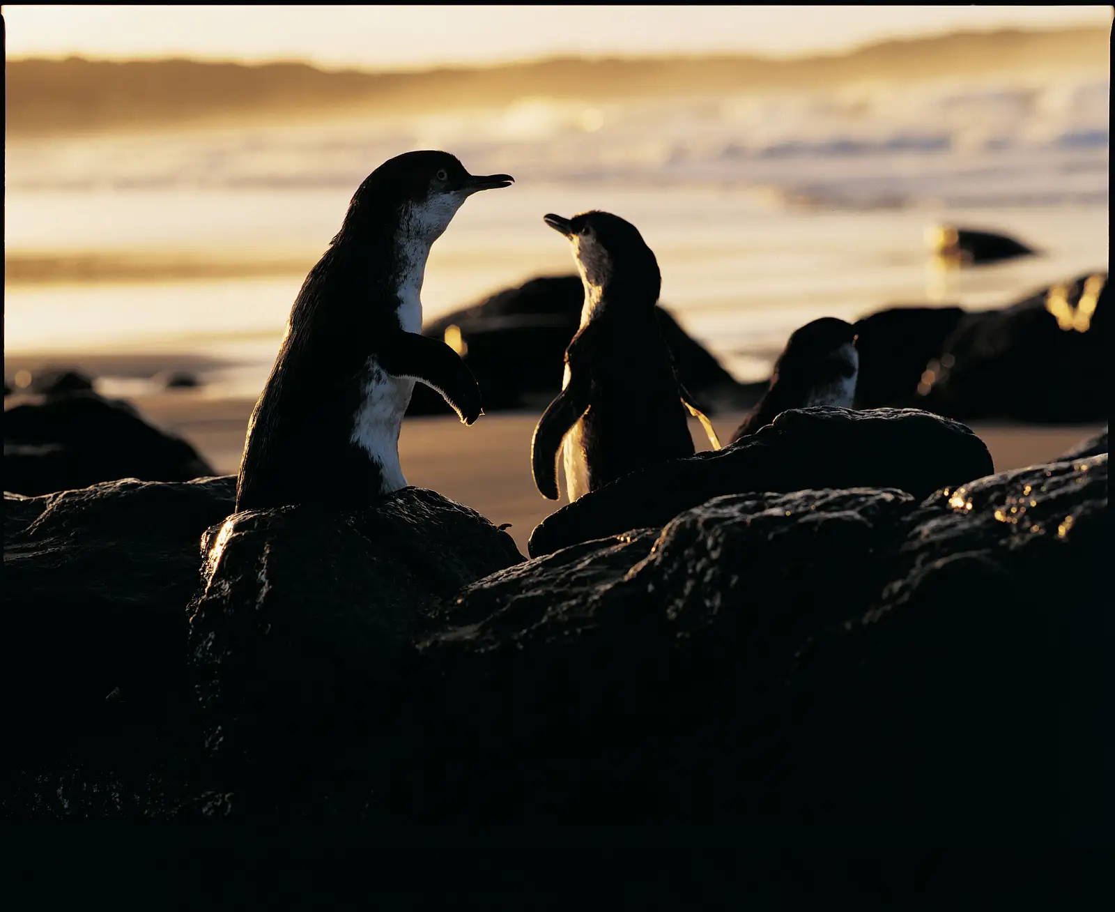 Phillip Island Penguin Parade Half Day Tour from Melbourne