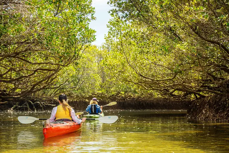 Adelaide Dolphin Sanctuary Mangroves Tour