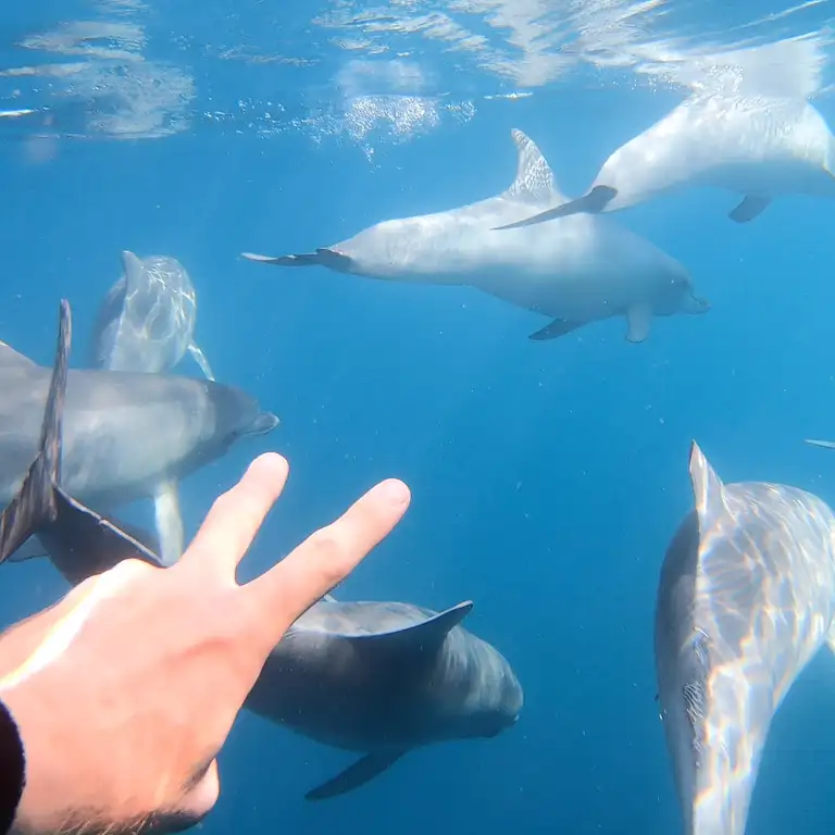 Wild Dolphin Watch Tour