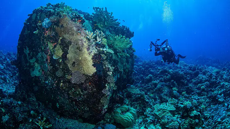 4 Day Coral Sea & Ribbon Reefs Diving Expedition from Cairns | Liveaboard Adventure | Backpacker Deals