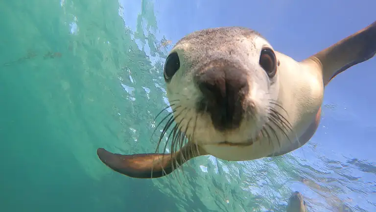 Sea Lion tours in Australia