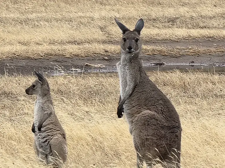 Wildlife safari Mikkira Station