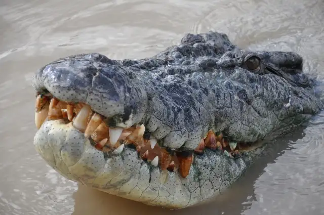 Jumping crocodile adventure
