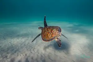 Snorkel Byron Bay Julian Rocks