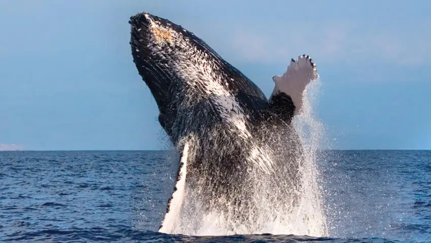 1.5 hour whale watching tour Oahu