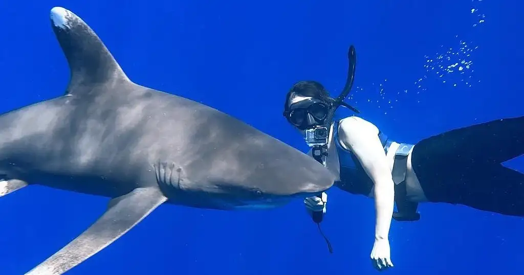 Cage free shark dive