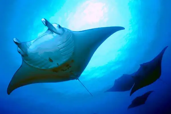 Snorkel with manta rays