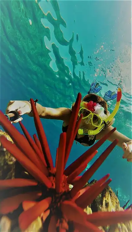 Molokini Crater & Turtle Cove Snorkel Tour Deals