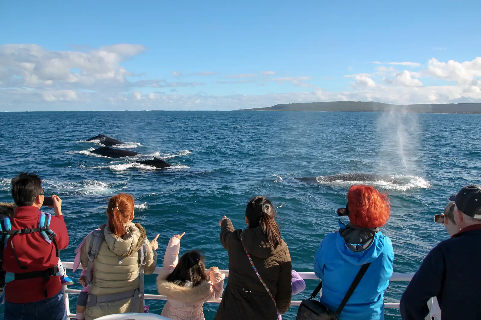 AUGUSTA WHALE WATCHING