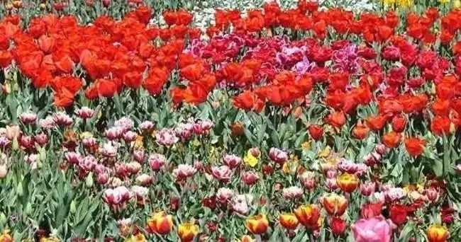 canberra floriade day trip from sydney