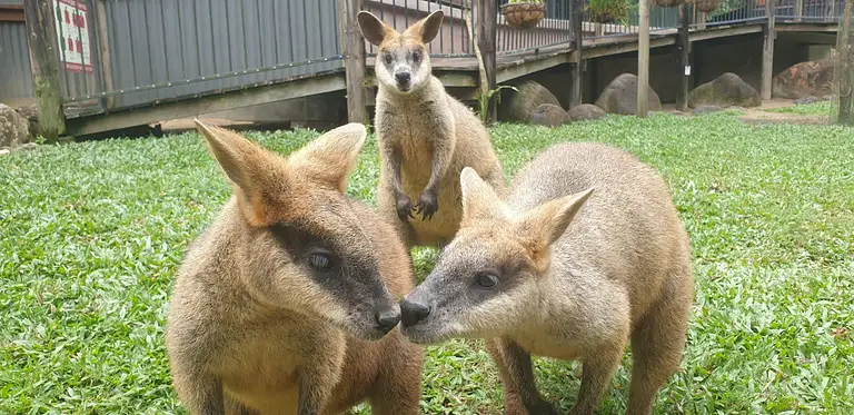 Kuranda Koala Gardens Entry deals