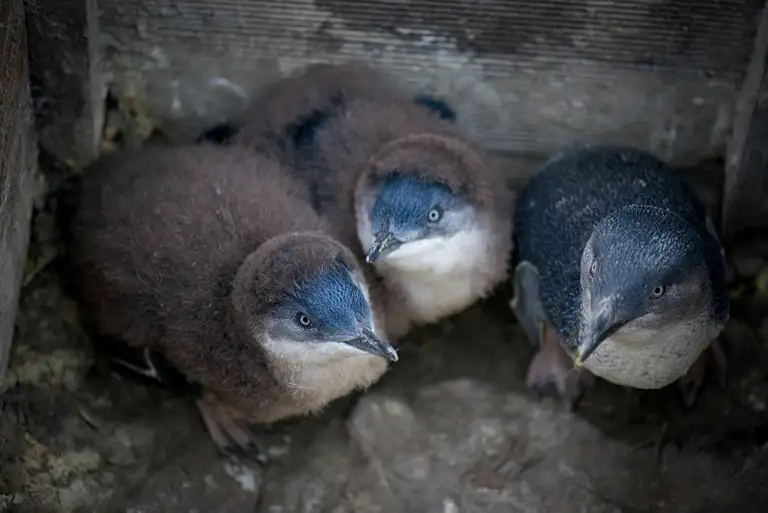 bicheno penguin night tours