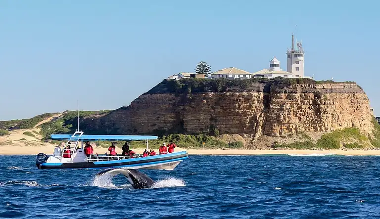 whale encounter tour newcastle