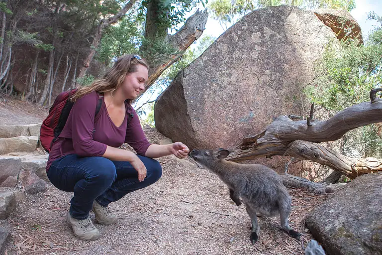 Scenic views of Wineglass Bay on Tasmania East Coast tour
