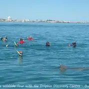 Swim with wild dolphins deal