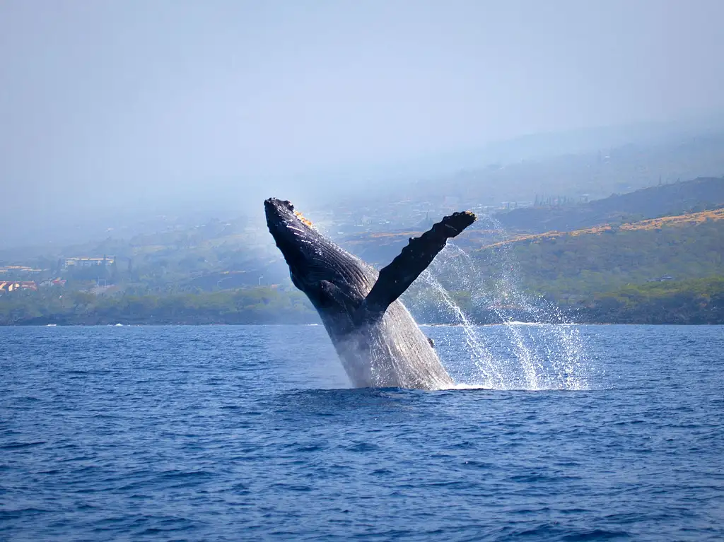 Kona Whale Watching Tour