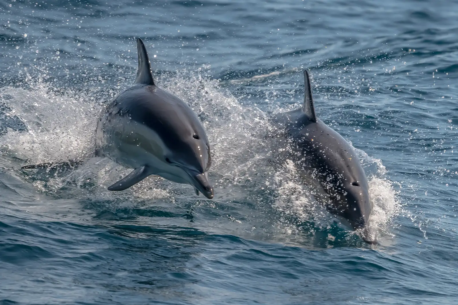 Double Dolphins