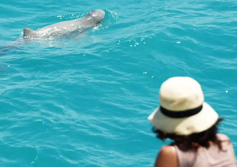 Snubfin Dolphins Broome Pod