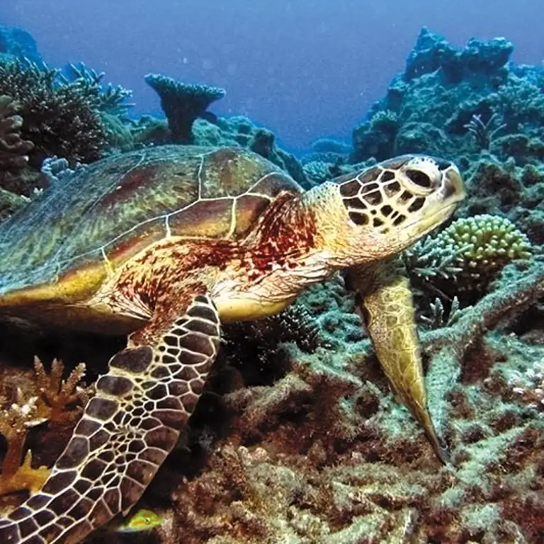 turtle-swimming-low-isles-1024x1024.jpg