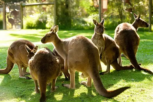 Healesville Wildlife Sanctuary