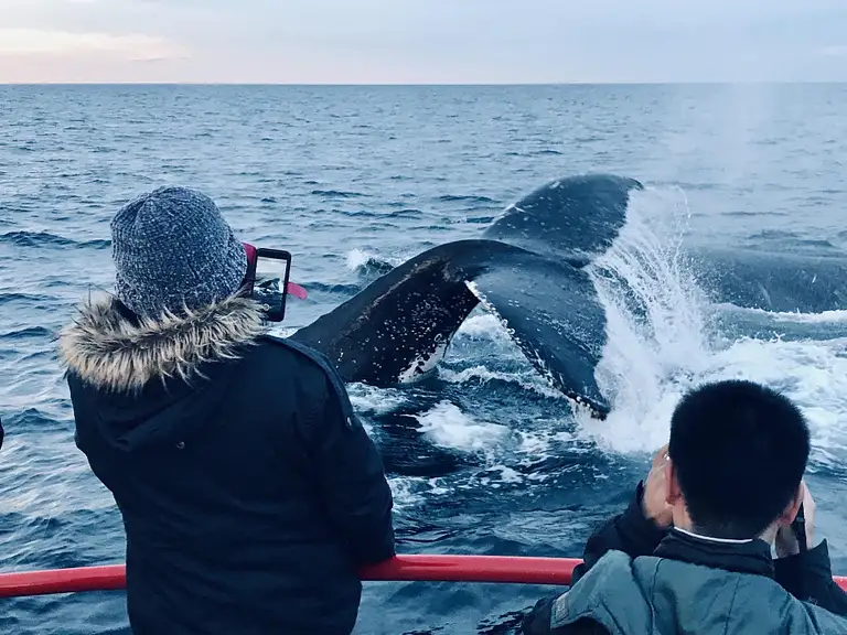 Port Stephens Whale Watch Express Deals