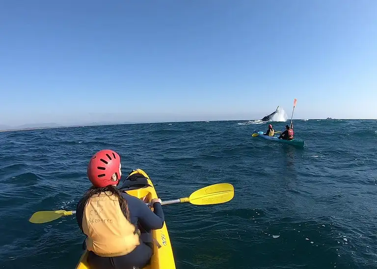 Byron Bay Kayak Tour with Dolphins & Marine Wildlife