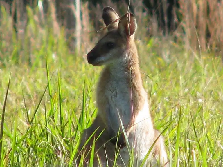 wildlife safari byron bay eco tours