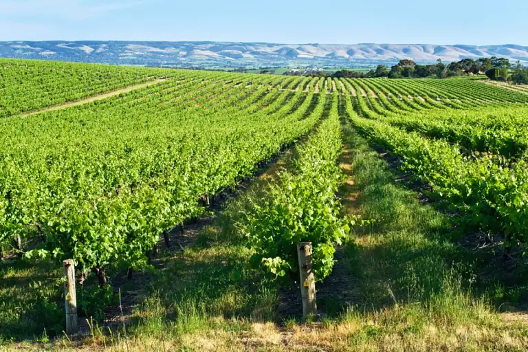 adelaide day tours