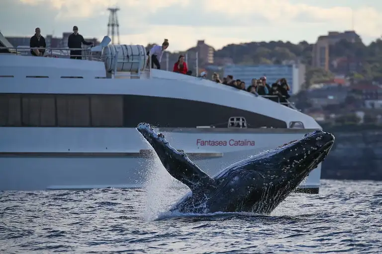 Sydney Whale Watching Cruise