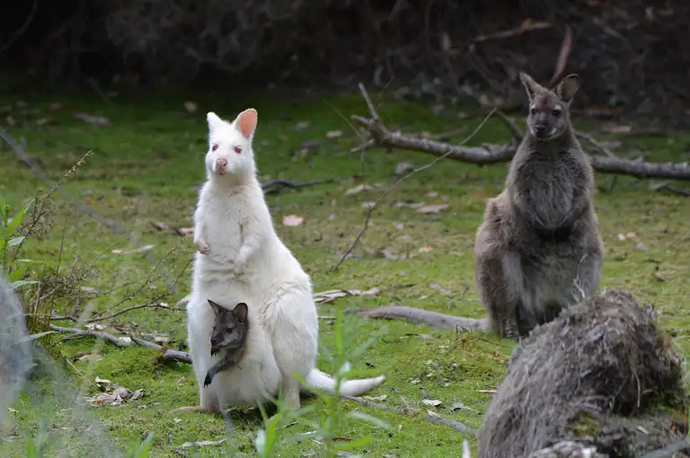 bruny island day tour wildlife