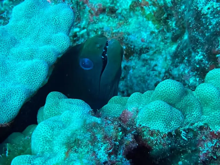 Oahu Night Diving Discount