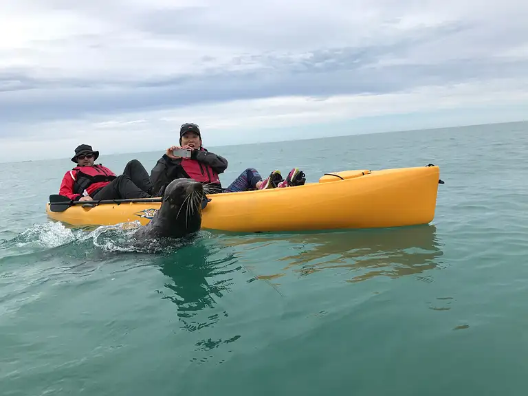 Seal Kayak Kaikoura
