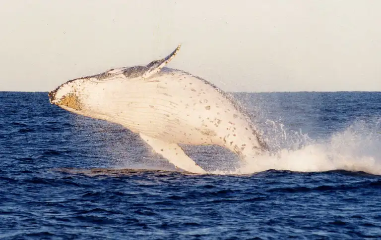 nature & wildlife day trips sydney